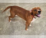 Small #4 Beagle Mix