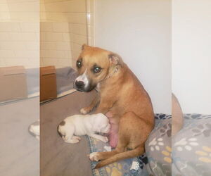 Rachel * - Female Boxer-Unknown Mix Dog for Adoption - Photo #3