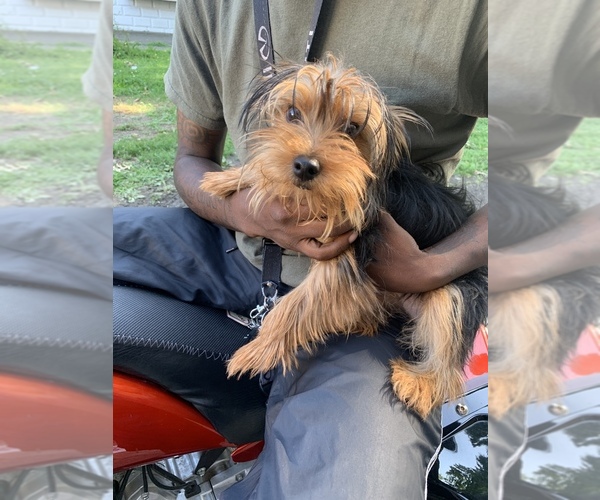 Medium Photo #1 Yorkshire Terrier Puppy For Sale in CLEVELAND, OH, USA