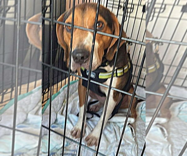 Medium Photo #4 Beagle Puppy For Sale in Dunnellon, FL, USA