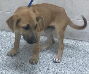 Labrador Retriever-Unknown Mix Dogs for adoption in Conroe, TX, USA