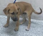 Small Labrador Retriever Mix
