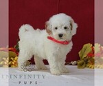 Small #3 Goldendoodle (Miniature)