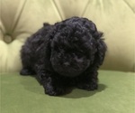 Small #1 Poodle (Miniature)-Whoodle Mix