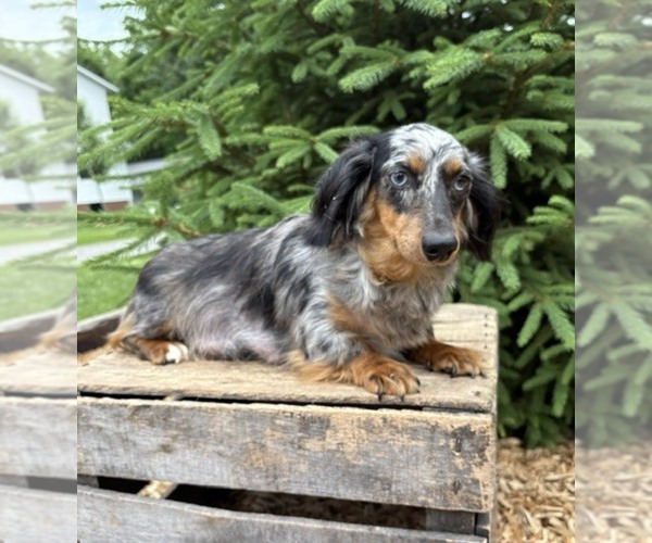 Medium Photo #1 Dachshund Puppy For Sale in MIDDLEBURY, IN, USA