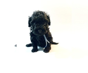 Poodle (Toy) Puppy for sale in SCOTTSDALE, AZ, USA