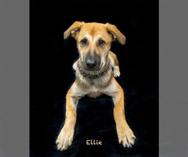 Medium Photo #1 Mutt Puppy For Sale in Hot Springs Village, AR, USA