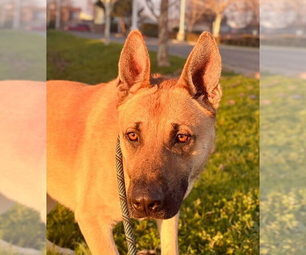 Medium Photo #1 German Shepherd Dog Puppy For Sale in Woodland, CA, USA