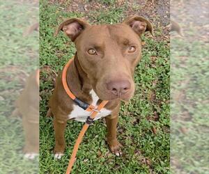 American Staffordshire Terrier Dogs for adoption in Fort Lauderdale, FL, USA