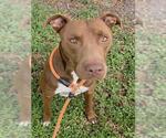 Small American Staffordshire Terrier