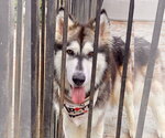 Small #4 Siberian Husky