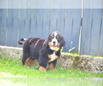 Small #8 Bernese Mountain Dog