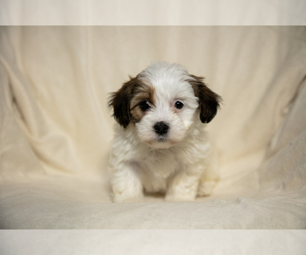 Medium Photo #3 Poovanese Puppy For Sale in GORDONVILLE, PA, USA