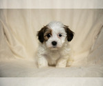 Small Photo #3 Poovanese Puppy For Sale in GORDONVILLE, PA, USA