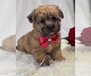 Morkie Puppy for sale in ROCK STREAM, NY, USA