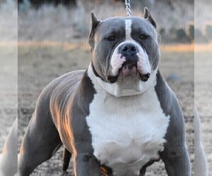 Mother of the American Bully puppies born on 08/24/2022