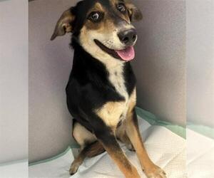 German Shepherd Dog-Unknown Mix Dogs for adoption in Camarillo, CA, USA