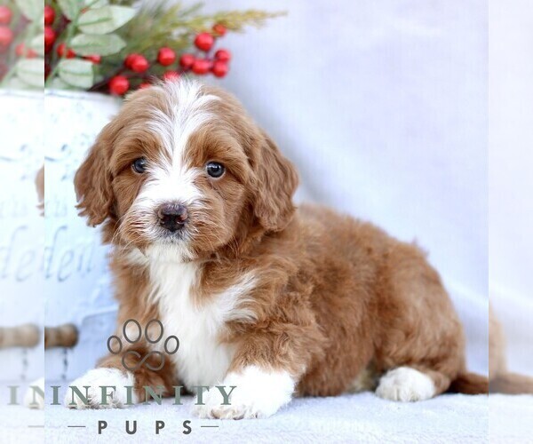 Medium Photo #1 Goldendoodle (Miniature) Puppy For Sale in EPHRATA, PA, USA