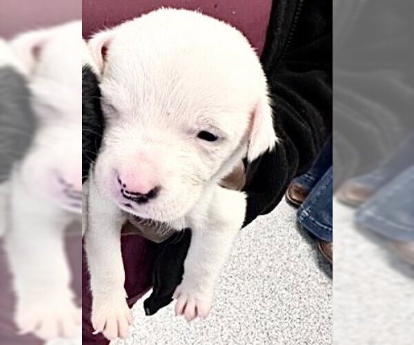 Medium Photo #1 Mutt Puppy For Sale in Houston, TX, USA