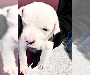 Mutt Dogs for adoption in Houston, TX, USA