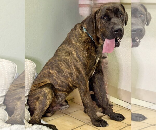 Medium Photo #2 Mastiff Puppy For Sale in Goodyear, AZ, USA