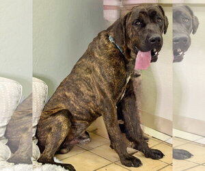 Syracuse - Male Mastiff Dog for Adoption - Photo #2