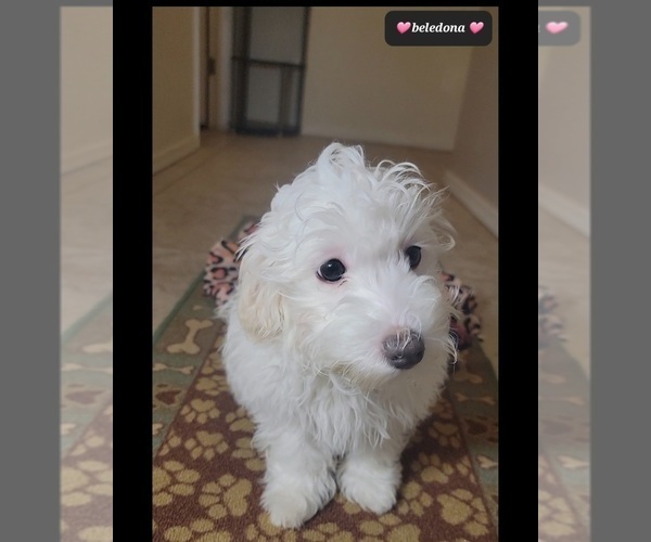 Medium Photo #4 Havanese Puppy For Sale in TUCSON, AZ, USA