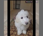 Small #3 Havanese