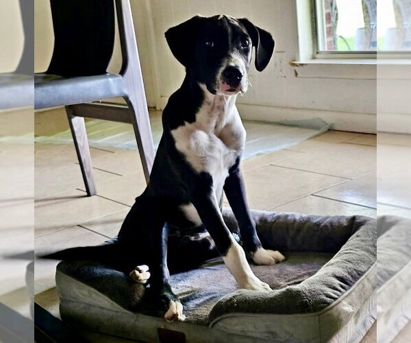 Medium Photo #3 Labrador Retriever-Unknown Mix Puppy For Sale in Canton, CT, USA
