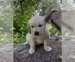 Small Photo #11 Golden Retriever Puppy For Sale in SAN MARCOS, TX, USA