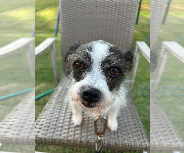 Medium Photo #2 Mutt Puppy For Sale in Greenville, SC, USA