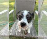Small #1 Mutt