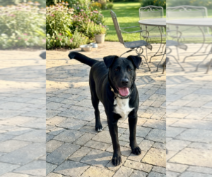 Labrador Retriever-Unknown Mix Dogs for adoption in Genesee, WI, USA
