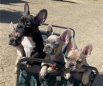 Image preview for Ad Listing. Nickname: Litter of 4