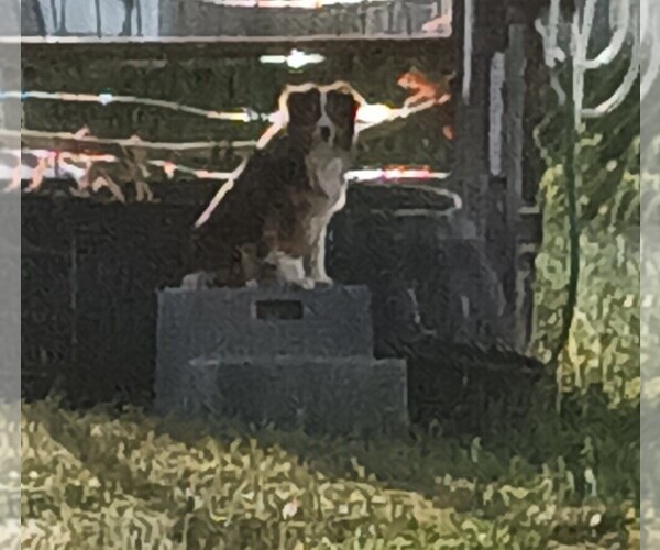 Medium Photo #1 Miniature Australian Shepherd Puppy For Sale in OSHKOSH, NE, USA