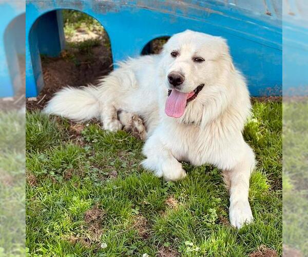 Medium Photo #1 Great Pyrenees Puppy For Sale in Modesto, CA, USA