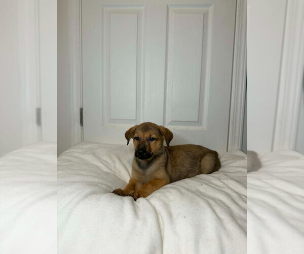 Medium Photo #4 German Shepherd Dog Puppy For Sale in Minneapolis, MN, USA