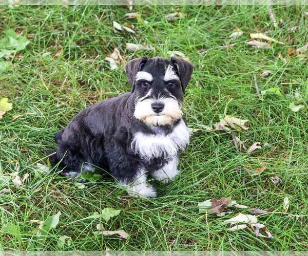 Medium Photo #6 Schnauzer (Miniature) Puppy For Sale in SYRACUSE, IN, USA