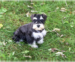 Jefferson - Male Schnauzer (Miniature) Puppy for Sale - Photo #6