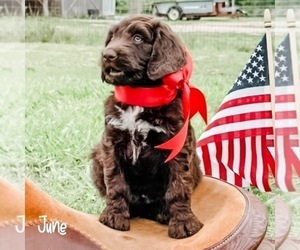 Aussiedoodle Puppy for sale in WHITAKERS, NC, USA