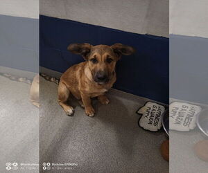 Mutt Dogs for adoption in Sterling, MA, USA