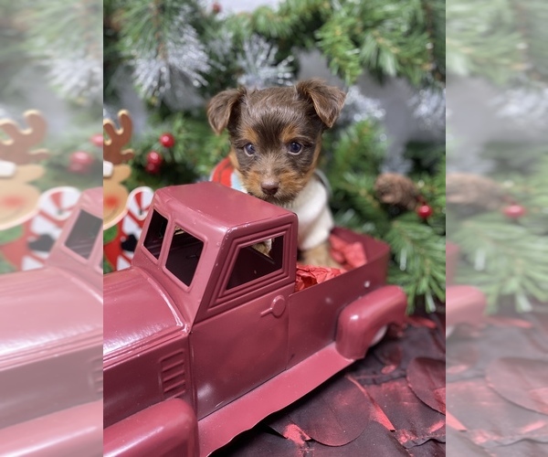 Medium Photo #5 Shorkie Tzu-Yorkshire Terrier Mix Puppy For Sale in SELLERSBURG, IN, USA