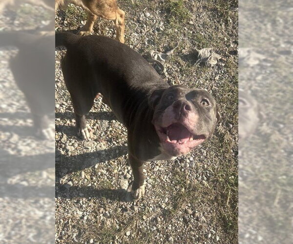 Medium Photo #1 Mutt Puppy For Sale in Houston, TX, USA