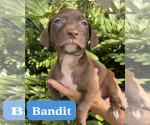 Dachsador Dogs for adoption in Pompano Beach , FL, USA