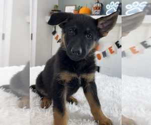 German Shepherd Dog Puppy for sale in INDIANAPOLIS, IN, USA