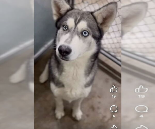 Medium Photo #1 Siberian Husky Puppy For Sale in Cedar Crest, NM, USA