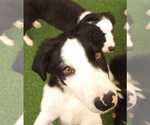 Small #8 Border Collie