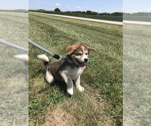 Akita Puppy for sale in PAW PAW, MI, USA