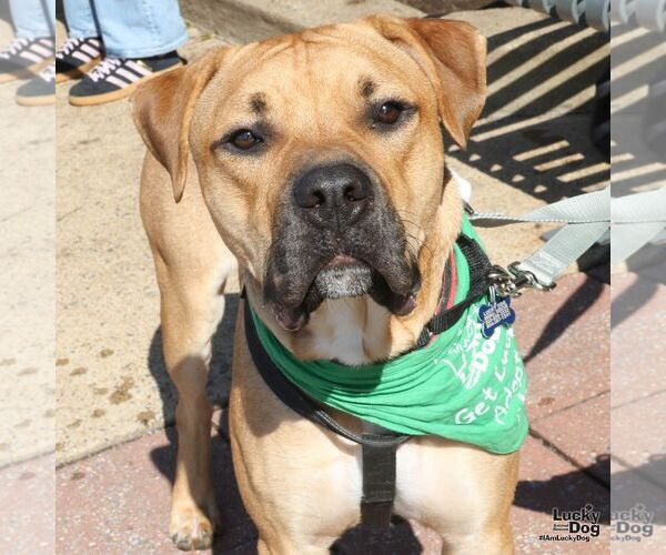 Medium Photo #1 Retriever -Rhodesian Ridgeback Mix Puppy For Sale in Washington, DC, USA