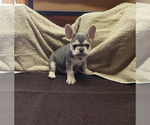 Small Photo #8 French Bulldog Puppy For Sale in WEST PLAINS, MO, USA